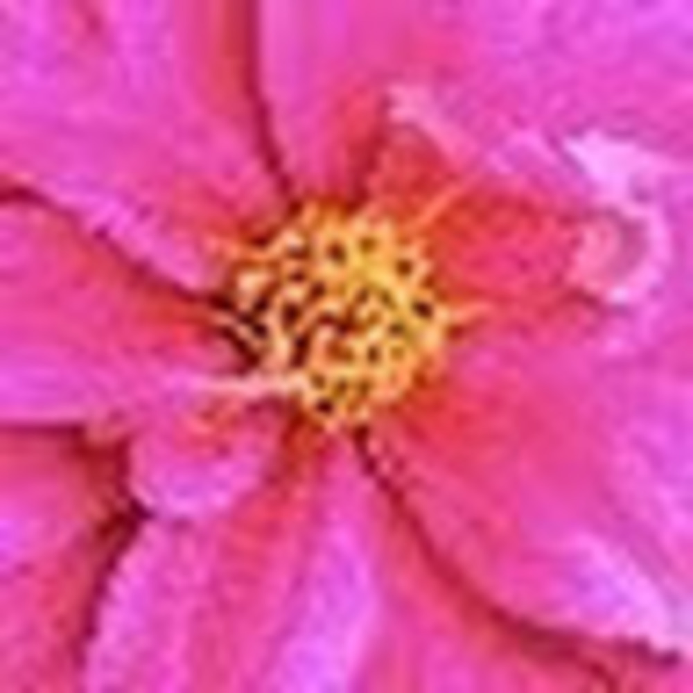 Meet your Posher, Morgan